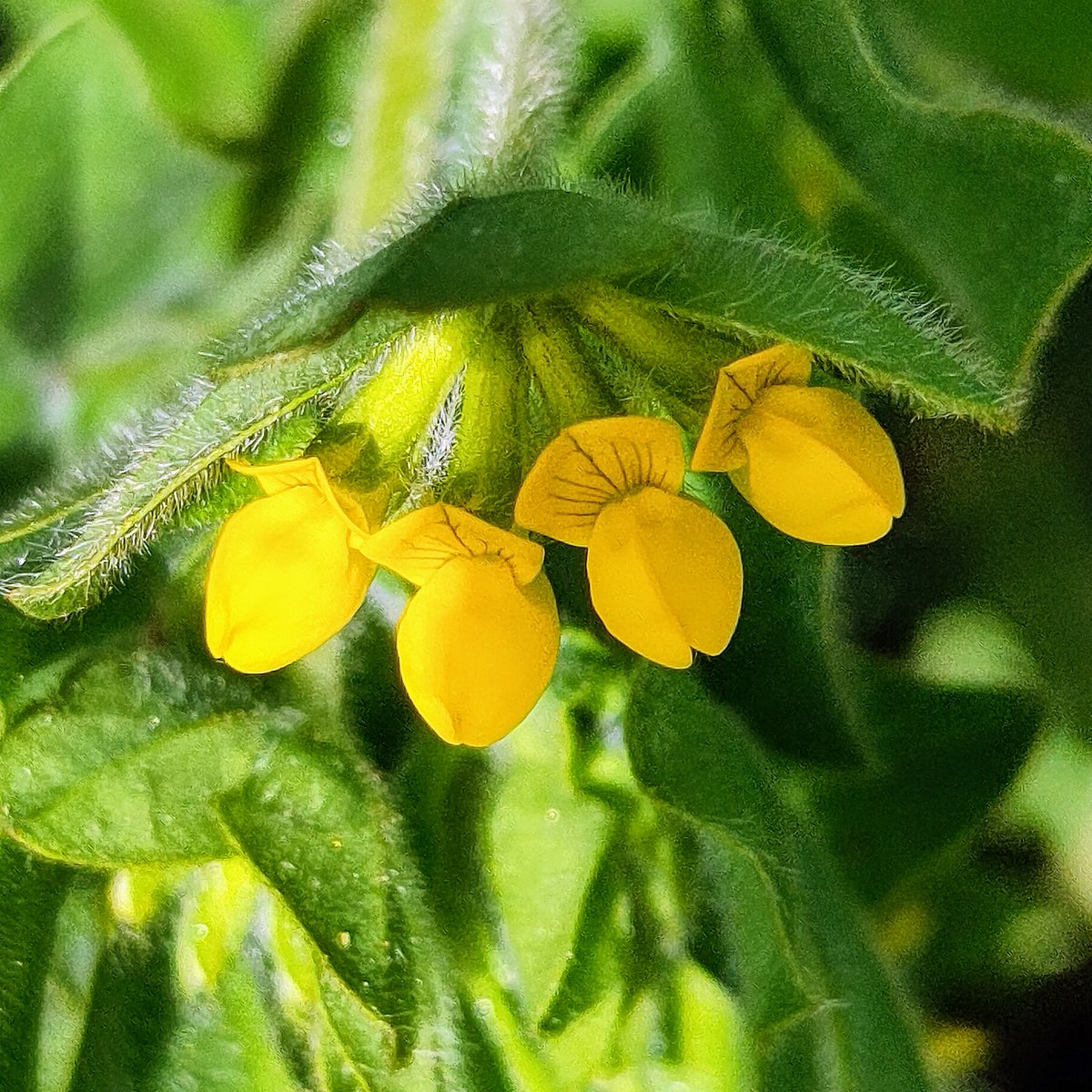 Sos Bosc Volpelleres tweet media