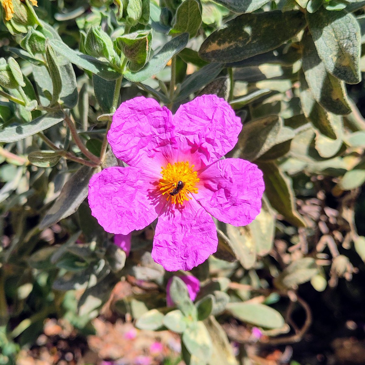 Sos Bosc Volpelleres tweet media