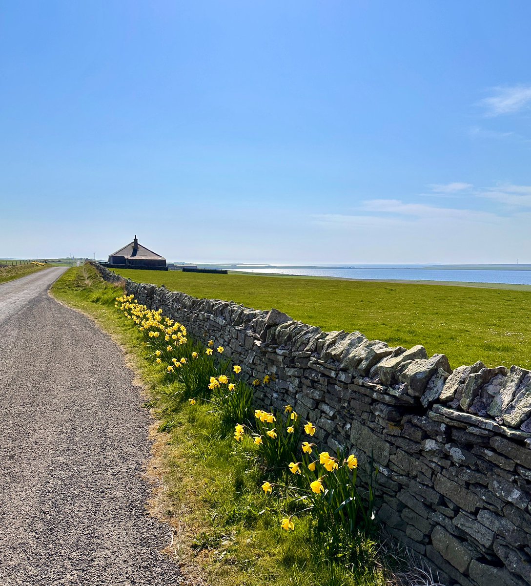 JenniferAClair's tweet photo. All daffodils lead to home. 🌼 🌼 🌼 #springflowers #weekendwalks https://t.co/ylFC6dUd1J