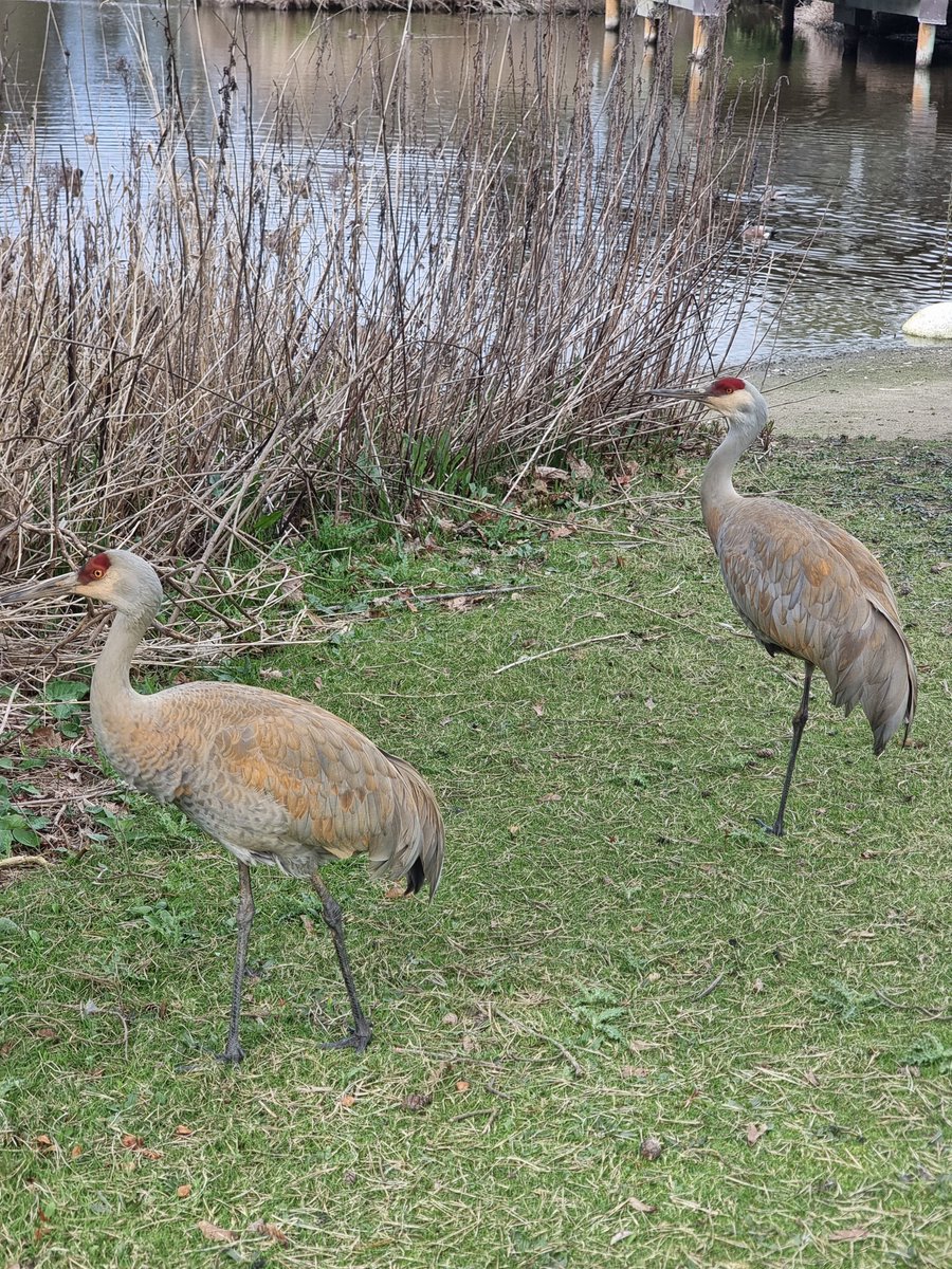 George C. Reifel Migratory Bird Sanctuary tweet media