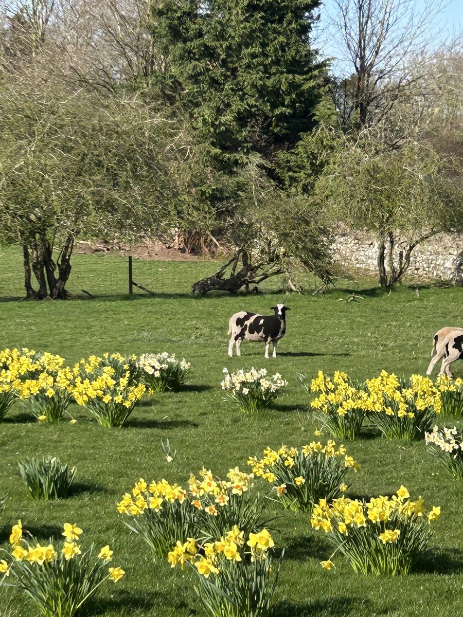 robertlocker4's tweet photo. Daffodils are out…..cows are out…. https://t.co/99Bovw7ZC4