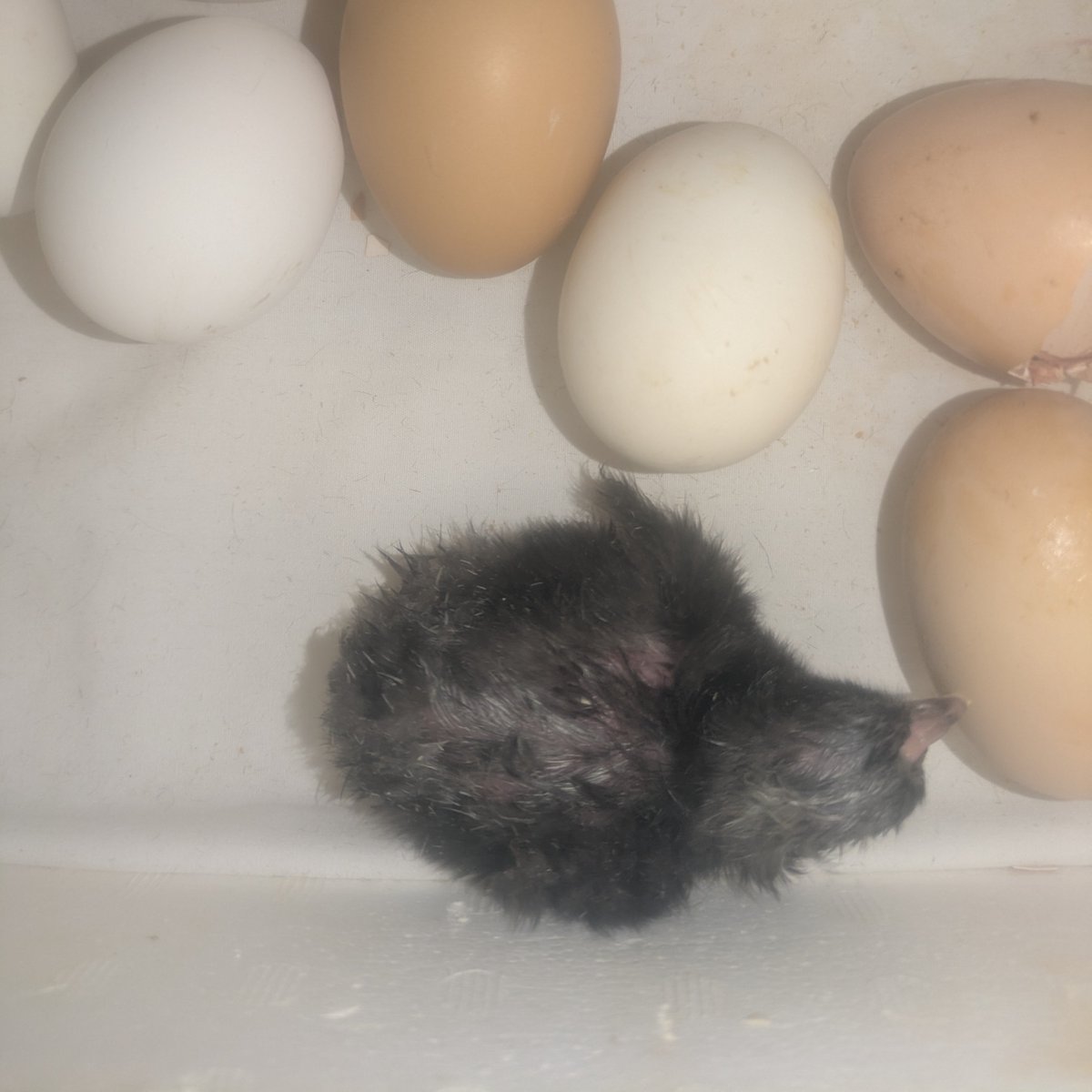 I found out my egg turner had been broken for weeks so I was worried none of my eggs would hatch. But so far two have hatched!