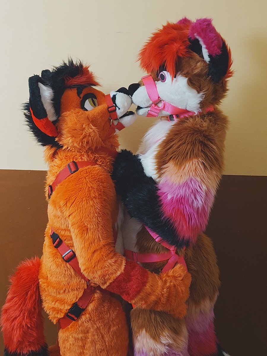 JagsyRedPanda's tweet photo. A few people have known for a little while now, but recently @Foxtalic asked me to be his pet - of course, I said yes :3 

🧵⬇️ https://t.co/CZKGt2muSS