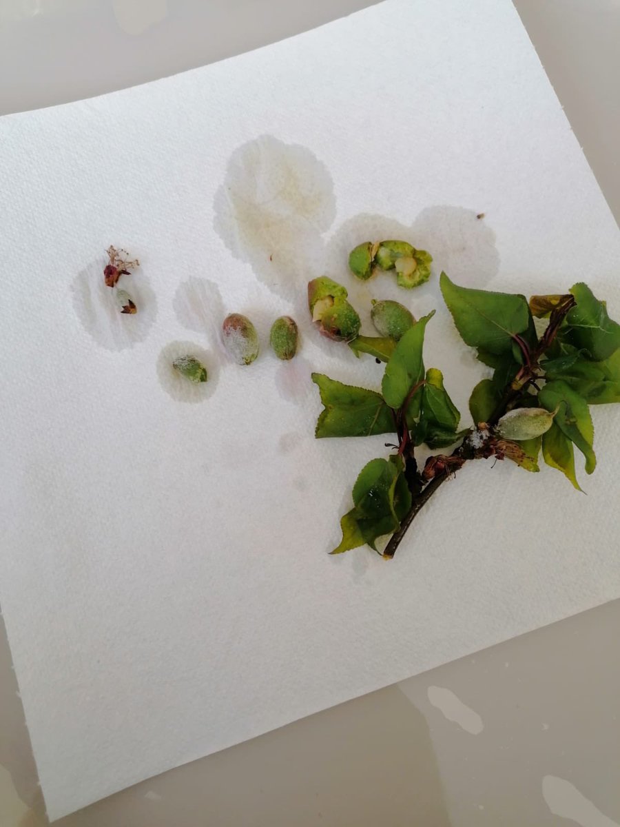 #KayısılarYandıUmutlarSöndü
Çifçine sahip çık...
<a href="/TCTarim/">T.C. Tarım ve Orman Bakanlığı</a> 
<a href="/TCMalatyaV/">TC Malatya Valiliği</a> 
<a href="/MalatyaBelTr/">Malatya Büyükşehir Belediyesi</a>