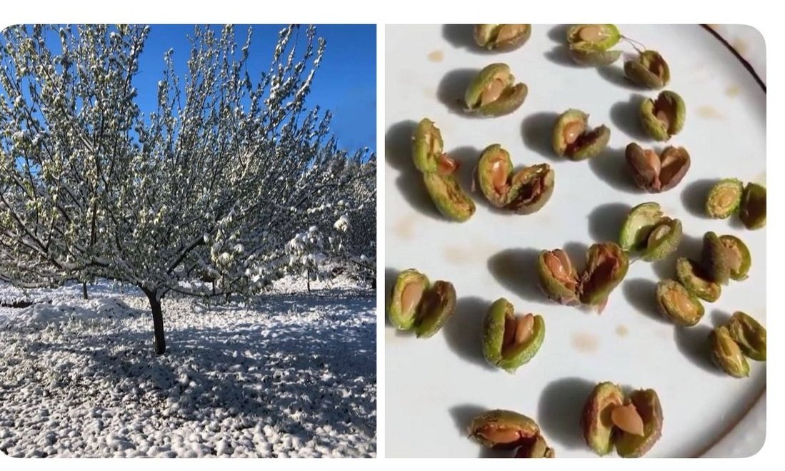 #Malatya’da kayısı üreticiliği yapan vatandaşlarımız, yaşanan olumsuzluklar nedeniyle büyük bir mağduriyet içindedir. Görüştüğümüz birçok üretici, ciddi bir çaresizlik ve umutsuzluk içerisindedir. Tek umutları ise devletten gelecek destektir ! 
 #KayısılarYAndıUmutlarSöndü