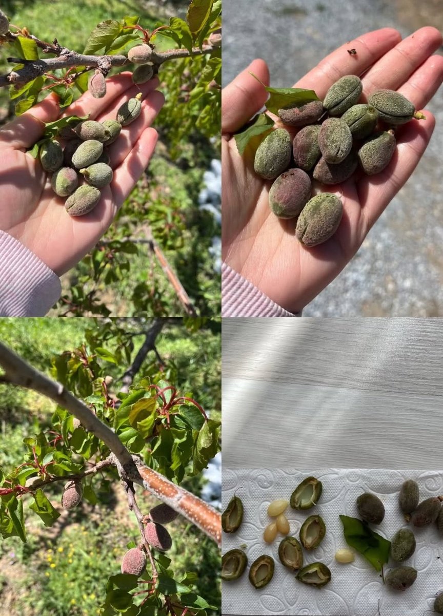 #kayısılaryandıumutlarsöndü
#kayısılaryandıumutlarsöndü
#bizmalatyalıyız
<a href="/bizmalatyaliyiz/">Bizmalatyalıyız</a>