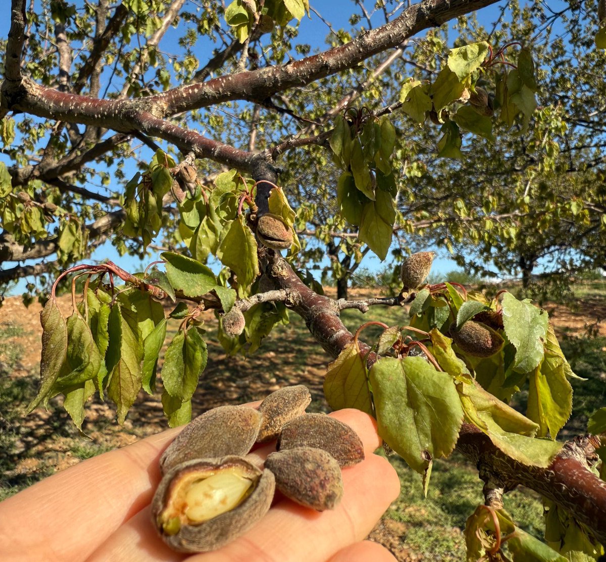 Haydi Malatya!
#KayısılarYandıUmutlarSöndü hashtagı ile herkes twit atmaya başlasın.