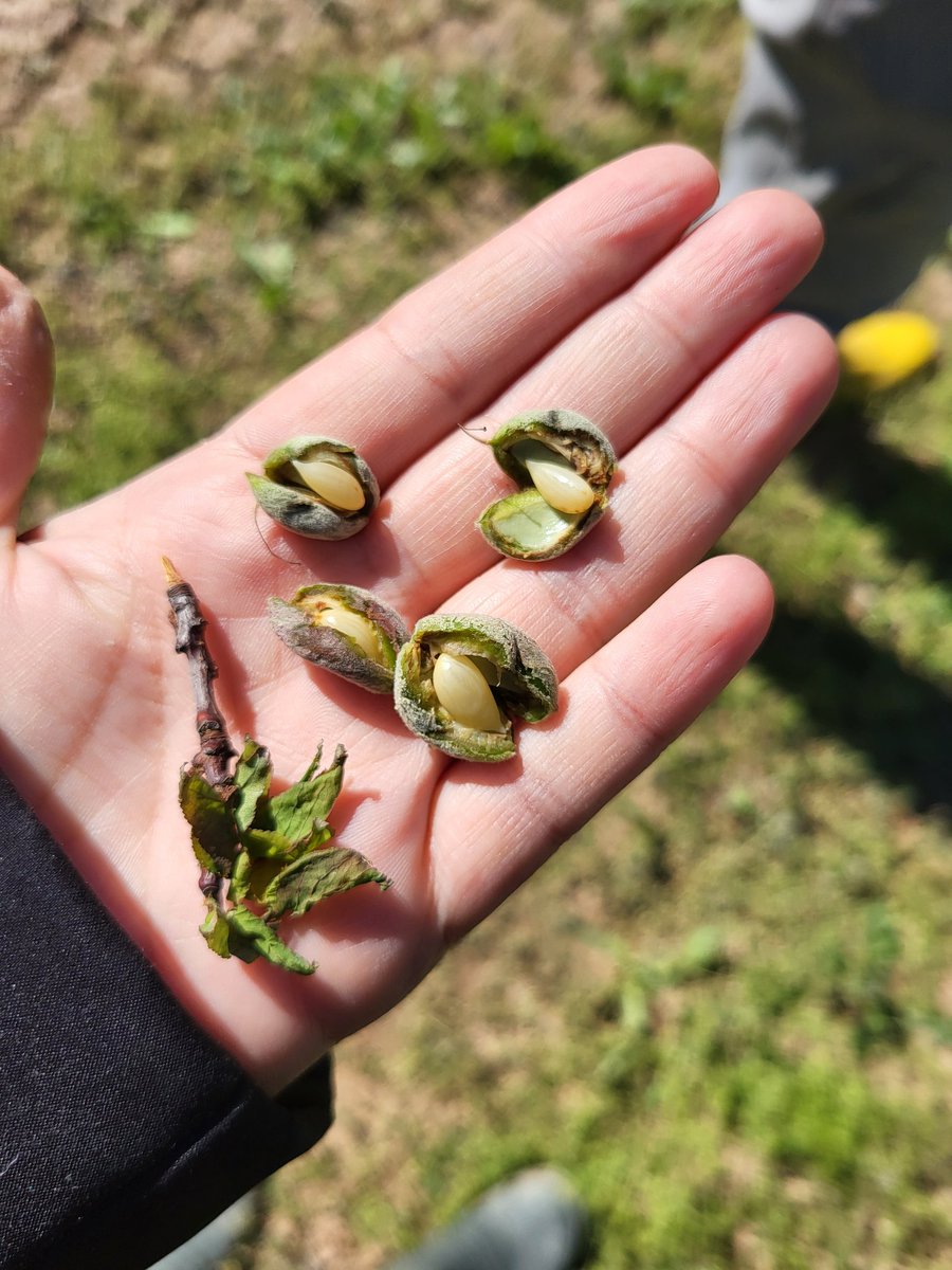 #KayısılarYandıUmutlarSoendue