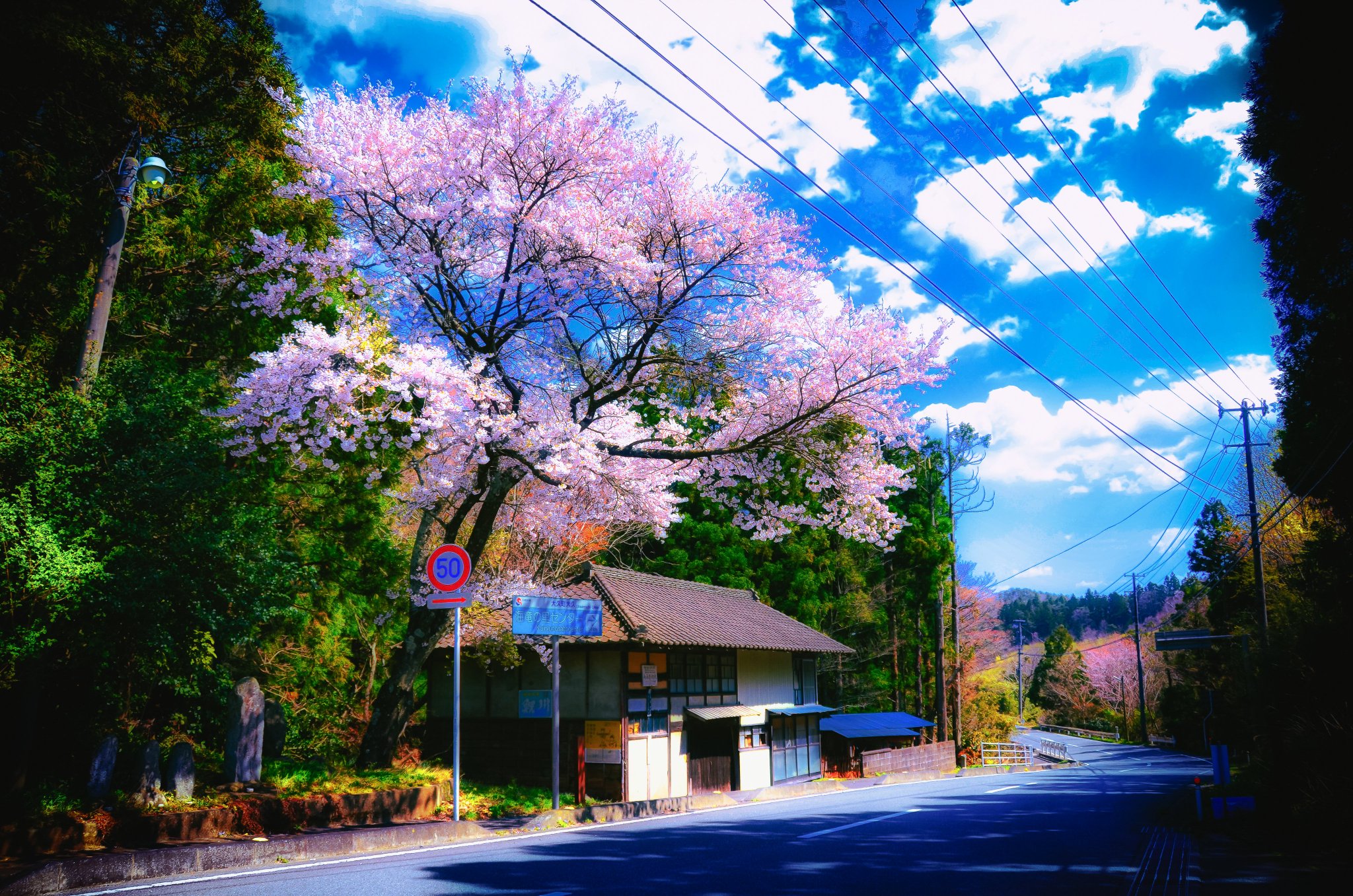 Yohei Furue | Art Photographer | この桜の景色は広く撮りたい