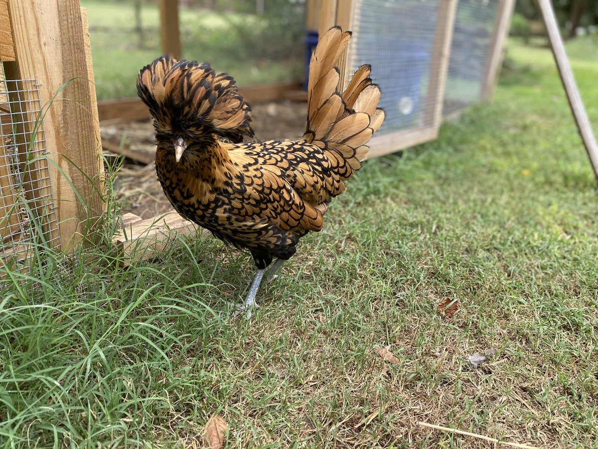 BorderReba's tweet photo. Our baby chicks are getting ugly before they get pretty. But I’m keeping watch. They are red because the heat lamp is red. I’ll get my human to put a picture in the comments of what they’ll look like when they grow up. #bordercollies #polishchickens https://t.co/FyVQSTEdRw
