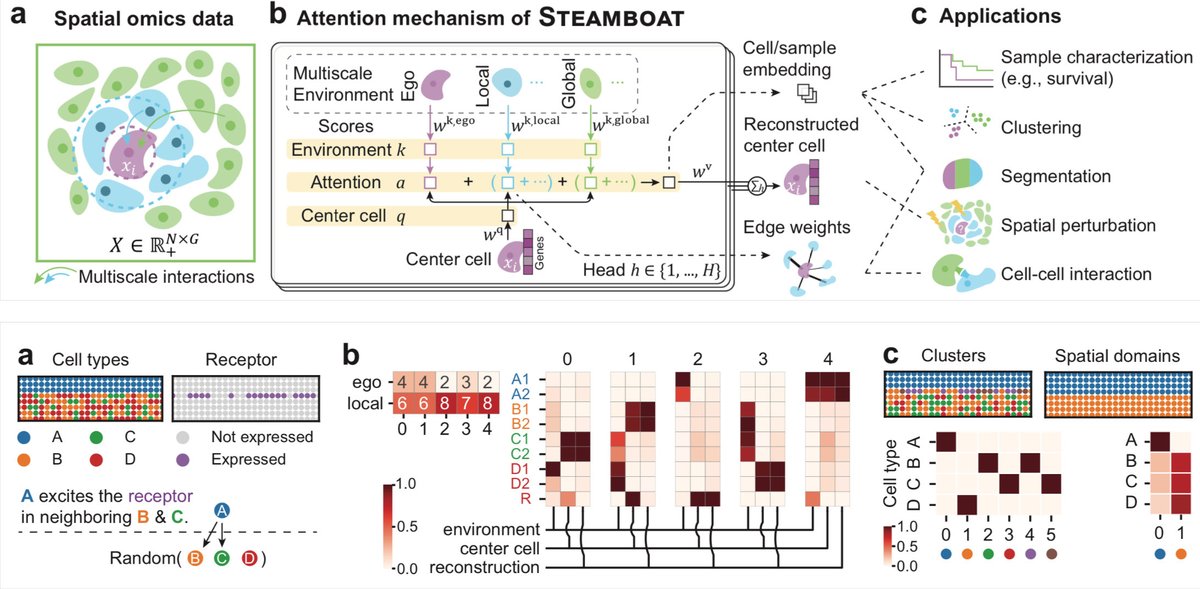 STEAMBOAT: Attention-based multiscale delineation of cellular interactions in tissues biorxiv.org/content/10.110…