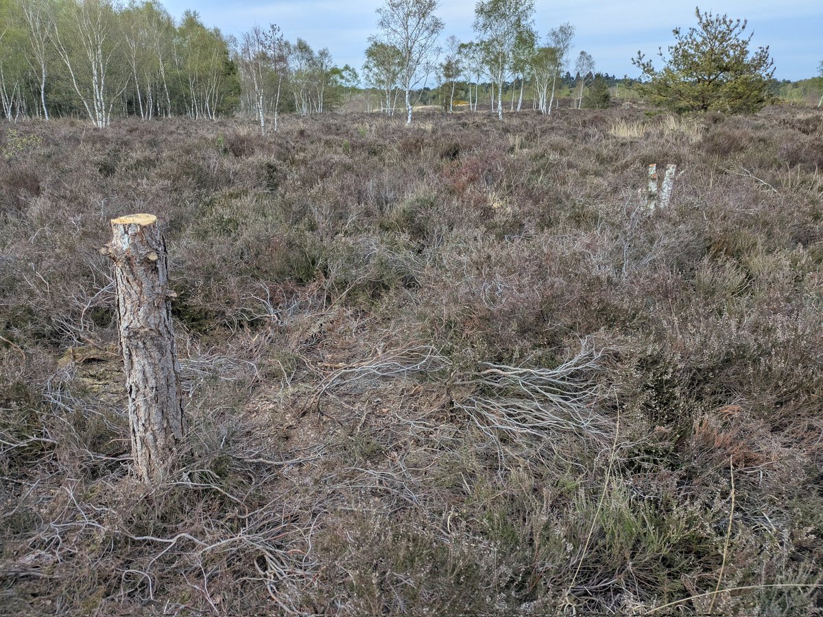 Andi (@naturelycurious) on Twitter photo Hi <a href="/SurreyWT/">Surrey Wildlife Trust</a> figure this is easiest way to contact you with emails being down. Someone has cut down trees and built a den at Chobham Common. Possible fire risk if they return? It's at W3W ///party.boring.stack which seems kinda apt Hi <a href="/SurreyWT/">Surrey Wildlife Trust</a> figure this is easiest way to contact you with emails being down. Someone has cut down trees and built a den at Chobham Common. Possible fire risk if they return? It's at W3W ///party.boring.stack which seems kinda apt