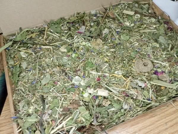 GuineaGourmetT's tweet image. Enrichment Foraging Trays Incoming! 🌿🖐️

I’ve been busy making loads of enrichment foraging trays lately—perfect for adding a little fun and stimulation to your fluffballs' day!

👉 guineagourmettreats.co.uk

#EnrichmentForDays #ForagingFun #GuineaGourmetTreats #SmallPetEnrichment