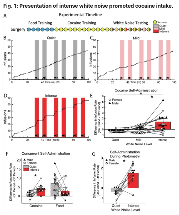 This may be my favorite paper in a while. How do aversive stimuli affect dopamine release in the brain and influence drug use?
I love Fig 1D, which shows that aversive stimuli increase cocaine self-administration. Aversive stimuli also reduce dopamine release in the nucleus