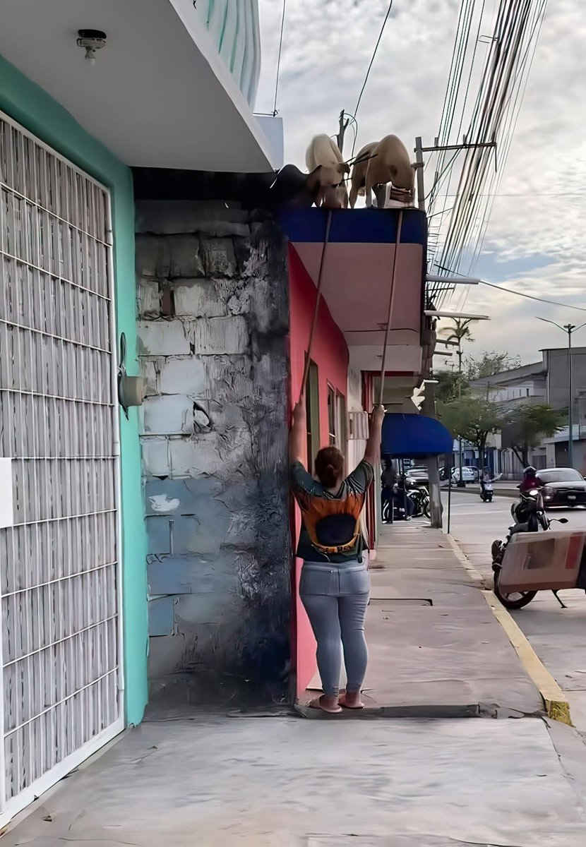Esta señora se las ingenia para alimentar a los perritos hambrientos de su vecino, quien los tiene en el techo. Ella creó este tipo de platitos para darles todos los días sus croquetas y se queda allí parada hasta que terminen.

Este mundo necesita más gente como ella y menos