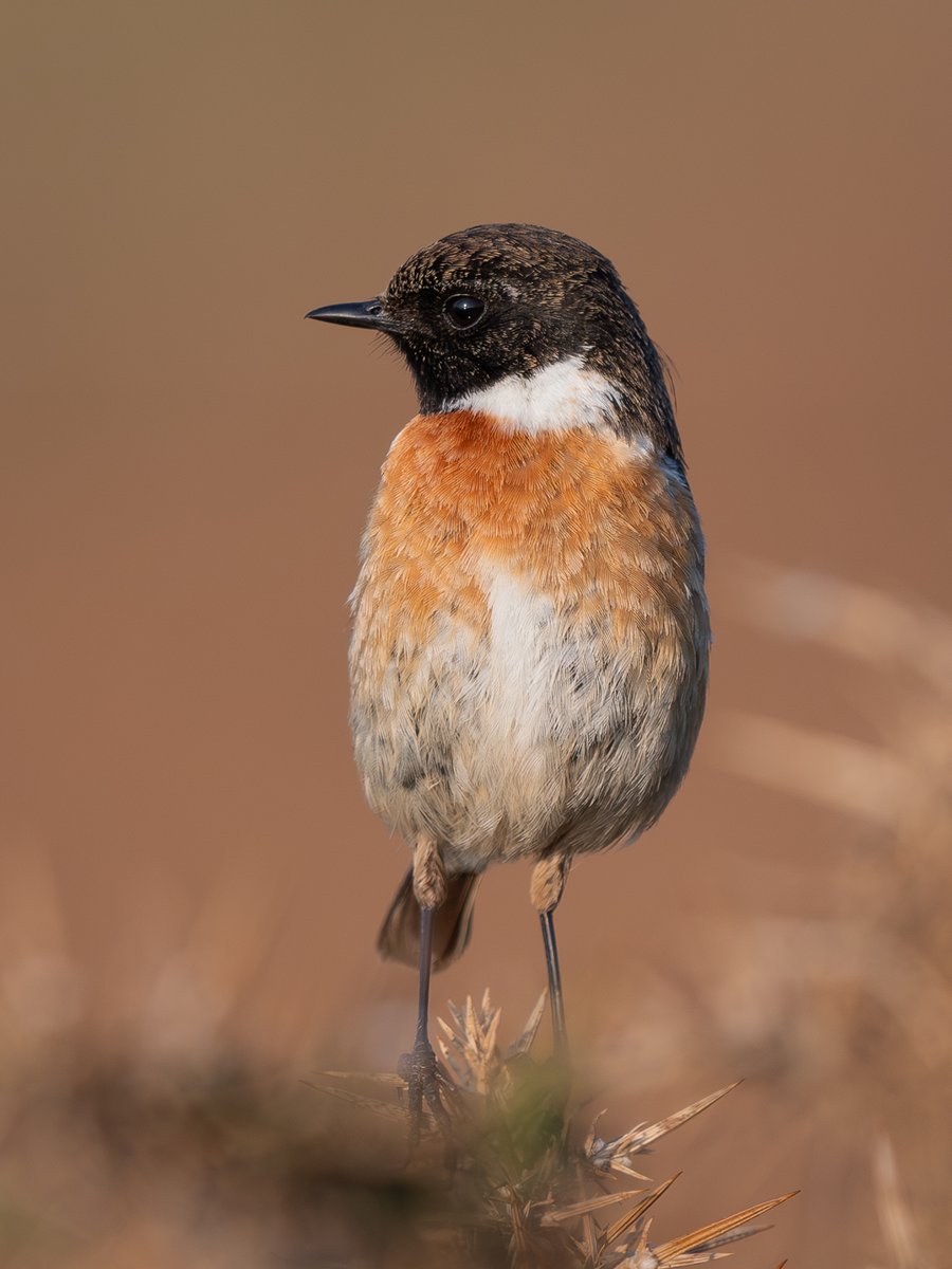 Male Stonechat today #isleofman 🇮🇲 #NatureBeauty