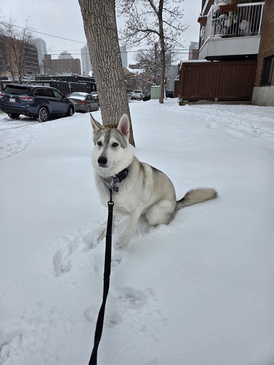 christophercoll's tweet photo. @CraigBaird We found our littlest hobo! https://t.co/zYdnC5gfup
