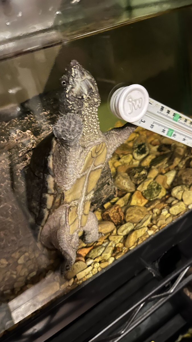 Jeff Musk 🐢 (@jeffmusk) on Twitter photo 