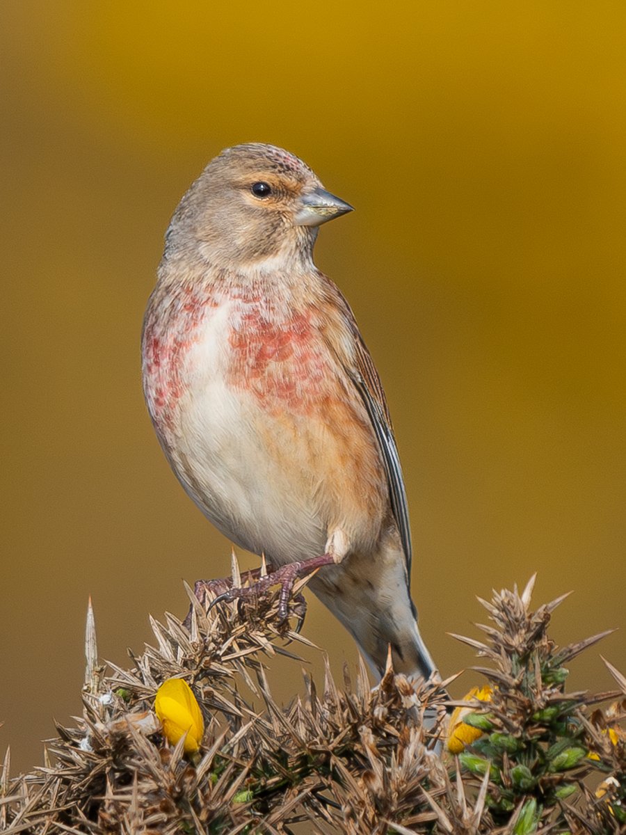 Linnet today #isleofman 🇮🇲