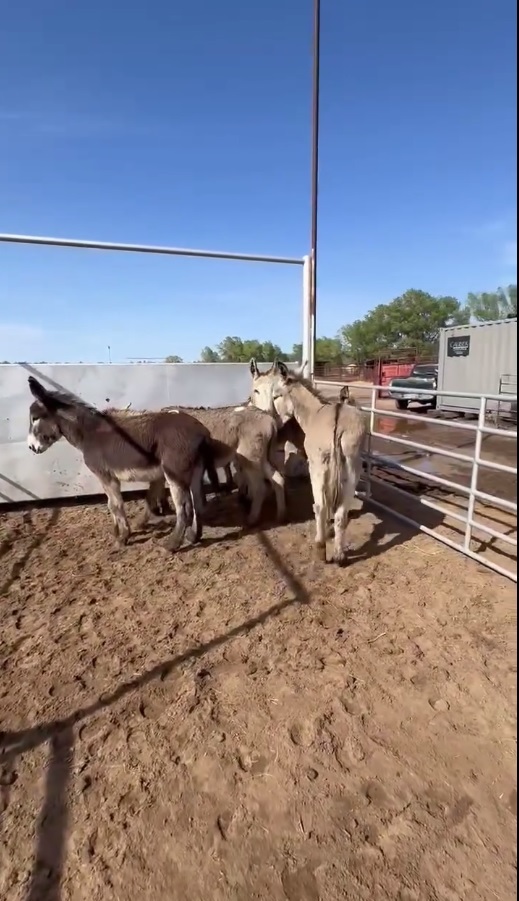 moodysally1's tweet image. 29 once wild &amp;amp; free burros were rounded up by the Bureau of Land Management &amp;amp; ended up being sold to a kill buyer With your help @WildCorp has saved &amp;amp; rehomed 20 (some pregnant)5 johns $550 ea &amp;amp; 4 Jennys $650 ea are left that need saved We have enough to save 1 john Will you