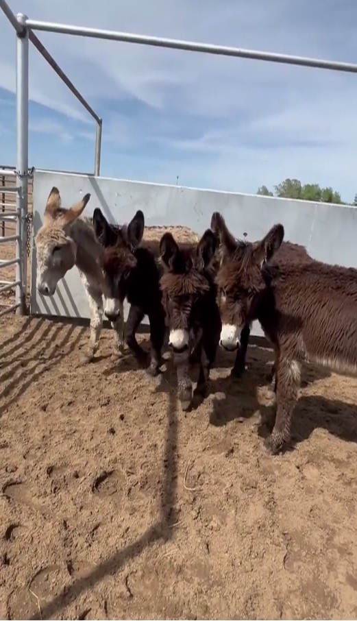 moodysally1's tweet image. 29 once wild &amp;amp; free burros were rounded up by the Bureau of Land Management &amp;amp; ended up being sold to a kill buyer With your help @WildCorp has saved &amp;amp; rehomed 20 (some pregnant)5 johns $550 ea &amp;amp; 4 Jennys $650 ea are left that need saved We have enough to save 1 john Will you