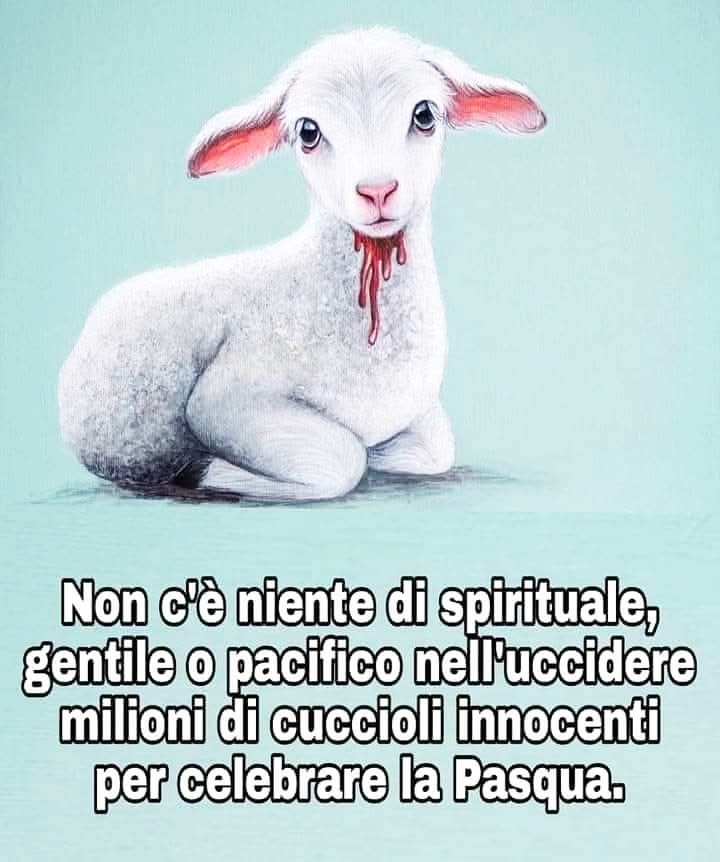 gianni_runco's tweet photo. Per aumentare la produzione, gli agnelli vengono macellati in gruppo. L'ultima cosa che vedono è la morte dei loro fratelli. #govegan #AnimalRights #veganfood #veganism #veganlife #crueltyfree #Vegan #nomeat #vegano #plantbased #vegetables  #veganworld #Empatia #SaveTheLamb #veg https://t.co/REKVgOnPsl