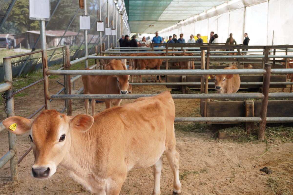 Asodelgt's tweet photo. ✅Como parte del encuentro entre el sector lácteo de Estados Unidos y Guatemala, la delegación estadounidense acompañada de representantes de #ASODEL realizó una visita de campo a la finca #Pasajinak 🐮🌳🌱⛰️ https://t.co/ewYt4KK7ah