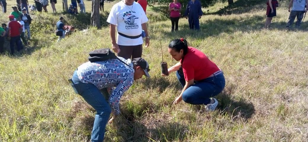 rlicea_mojena's tweet photo. En la jornada de clausura del Festival Internacional de Cine y Medio Ambiente del Caribe #IslaVerde2025 se realiza la siembra de mil pinos y 400 robles en el Pinar Del Cine #IslaDeLaJuventud #SentirPinero https://t.co/Q3K0XvMnR8