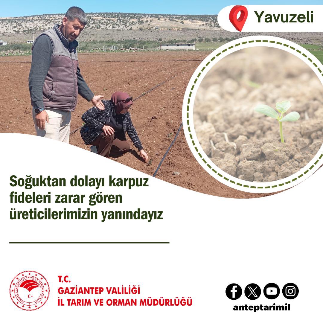 📍Gaziantep Yavuzeli 
Ülkemizi etkisi altına alan zirai don sel su baskını ve fırtına nedeniyle İlimiz Yavuzeli İlçesinde üretilen karpuz fidelerinde oluşan zararların tespiti için Yavuzeli İlçe Tarım ve Orman Müdürlüğünde görevli teknik personellerimizce gerekli saha çalışmaları