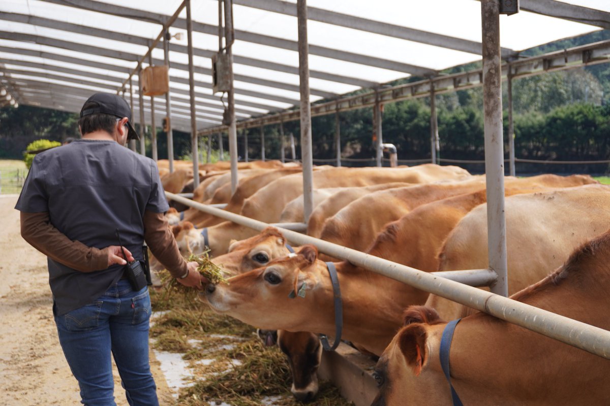 Asodelgt's tweet photo. ▶️Durante la visita se desarrolló un recorrido por las instalaciones y conocieron el cuido de las vacas de la finca 🐄🐮 además conocieron las prácticas de sostenibilidad ambiental 🌱que se desarrolla en la finca. https://t.co/i6S2ykZd7A
