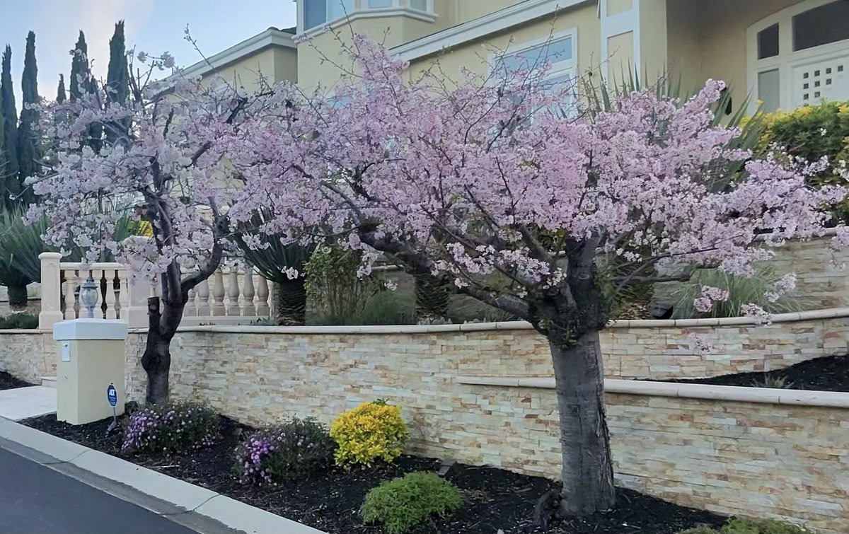 skishore's tweet image. Sakura season in our front yard and neighborhood ❤️😊👍 #metaview #meta glass #rayban