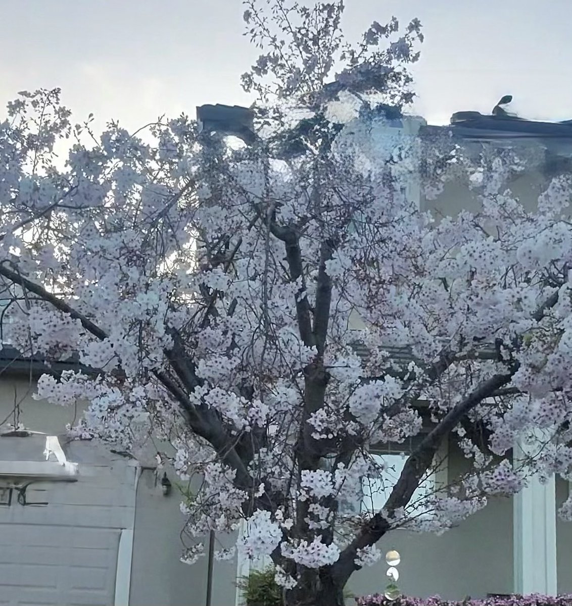 skishore's tweet image. Sakura season in our front yard and neighborhood ❤️😊👍 #metaview #meta glass #rayban