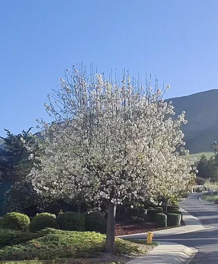 skishore's tweet image. Sakura season in our front yard and neighborhood ❤️😊👍 #metaview #meta glass #rayban