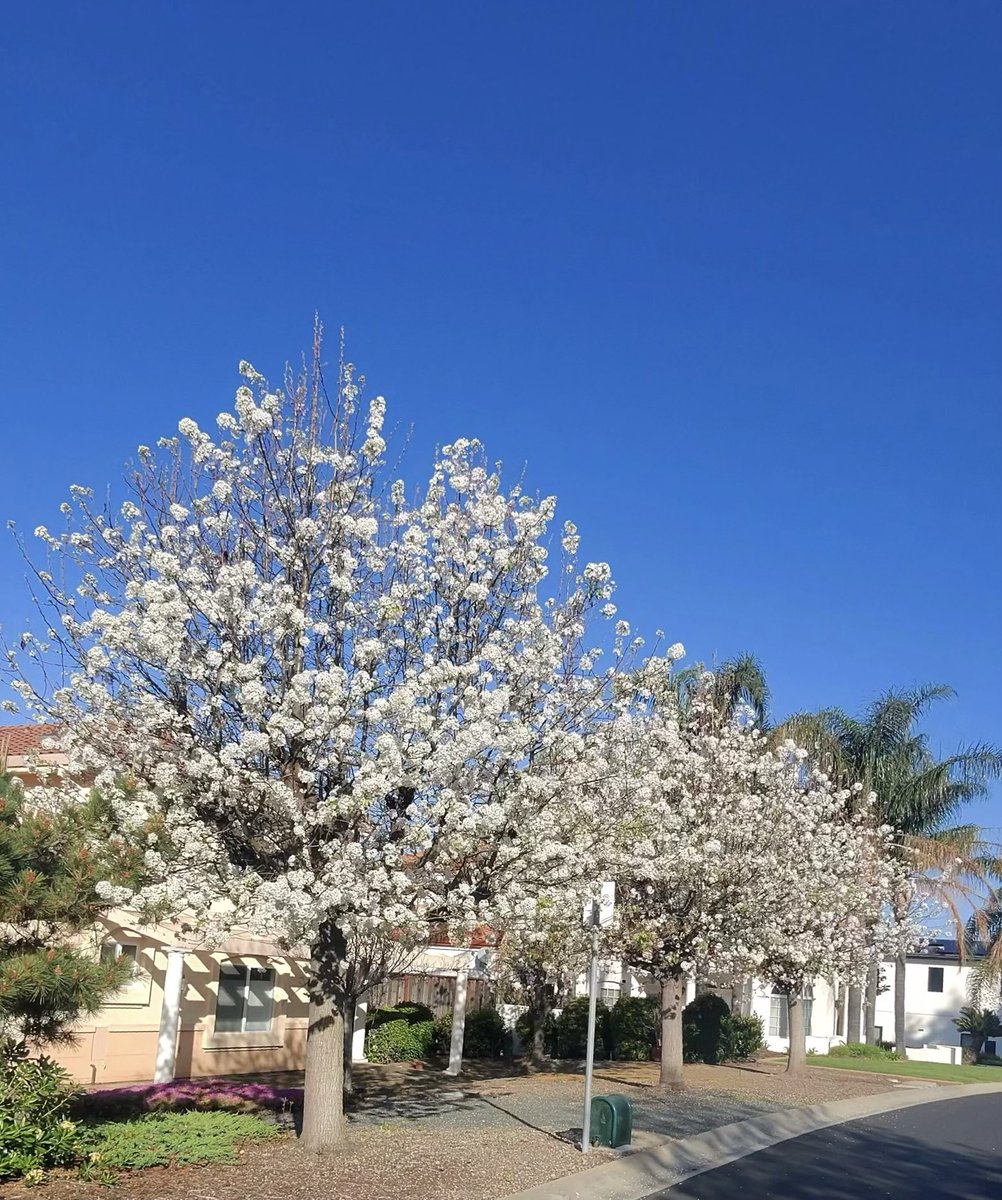 skishore's tweet image. Sakura season in our front yard and neighborhood ❤️😊👍 #metaview #meta glass #rayban