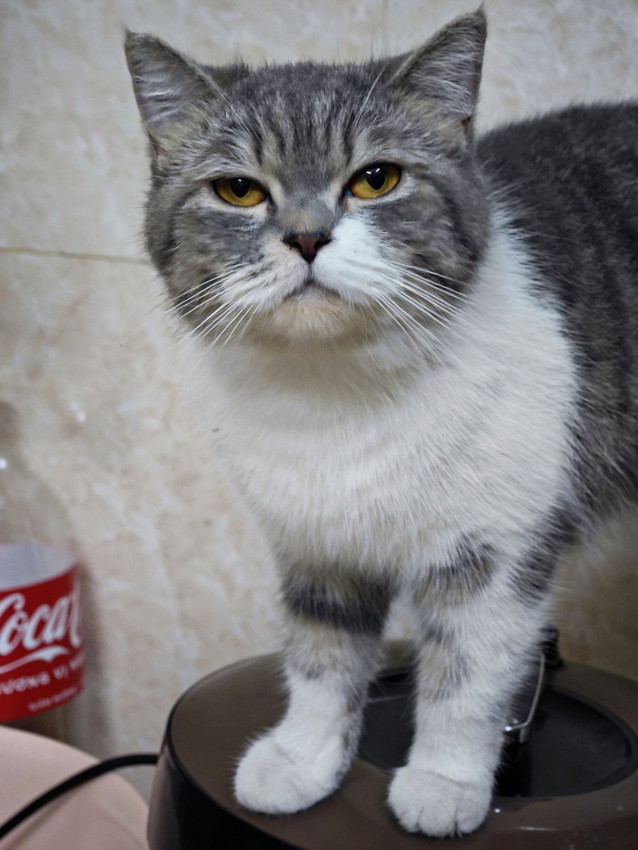 dogeetomoon's tweet image. When your bags are full of $PAWS and you hear "listing day is coming"
We're not just early. We're loud. We're PAWS.
@PawsFounder
@PawsCoinNews
#PAWSArmy #CryptoCulture $PAWS