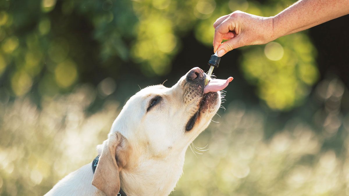cana_kush's tweet photo. CBD & Training: Can It Help Your Dog Focus and Learn Faster? https://t.co/z0y6bh7D0H
#CBDMAGIC SAVING CODE:🌱DOPEPUB🌱#CBD #MadeInCanada🍁 https://t.co/yMx77NWRfA