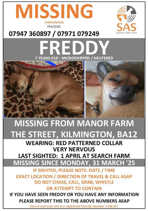 millypod1's tweet photo. FREDDY HOME SAFE. THANKS FOR RT'sπππΎ
π31 MAR 2025 #Lost FREDDY #ScanMe
Tan & White Chihuahua Male. NERVOUS #RESCUE
Manor Farm #TheStreet #Kilmington #Wiltshire #BA12
https://t.co/b52LC92uz4 https://t.co/x8Tqc1BAmg