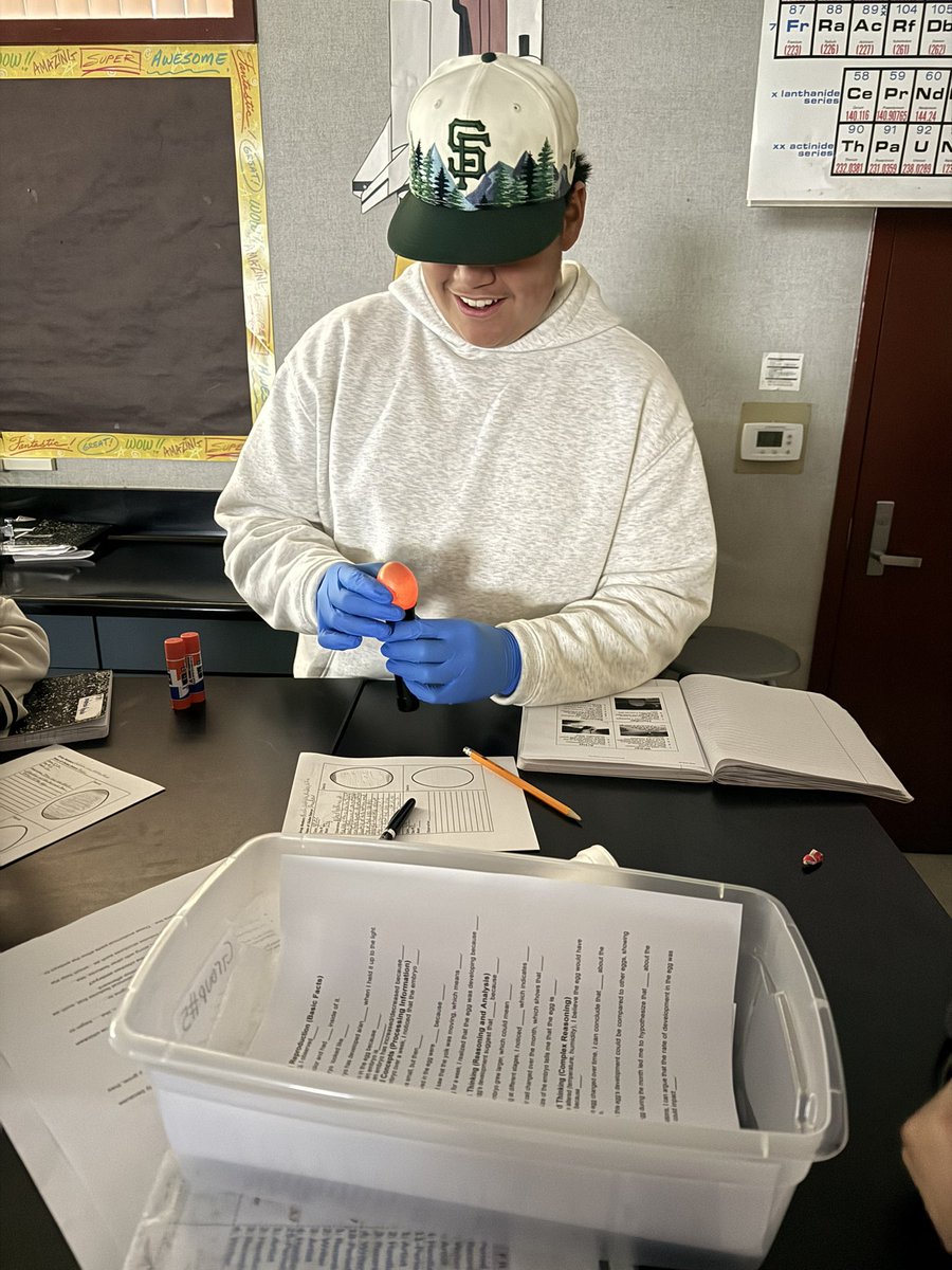 aqgillespie's tweet photo. Late post: students candling eggs to learn about embryonic similarities 🐻💚 #proudtobeGUSD #ThisIsGUSD #CultivateCuriosity @GUSDEdServices @LCortezGUSD @krisvasquez75 @lorenalopez0210 @jackyvale18 @callme_sanchez @VistaVerdeGrizz @parker_ideas #middleschoolscience https://t.co/tTiZXelKtU