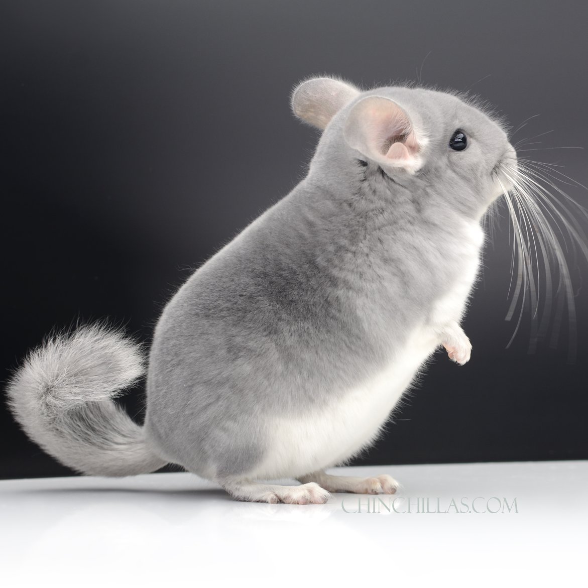 New chinchillas drop next week! (pictured) 076 Exceptional Young