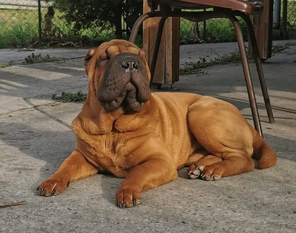 VDN Automobile electrical Engineer🇻🇳 (@vdnnation01) on Twitter photo 