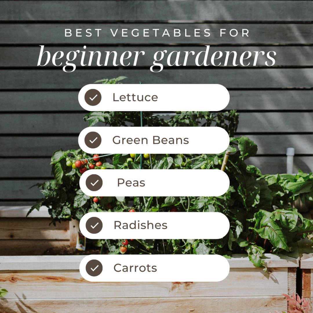 Prevost85's tweet photo. New to gardening? 🌱 Start with easy-to-grow veggies that take the guesswork out of planting!

Not only will you gain confidence as you nurture your garden, but you’ll also enjoy fresh, homegrown produce in no time. 🥕🥒🍅

#gardening #veggiegarden #springtime https://t.co/UbVh6HEvNy