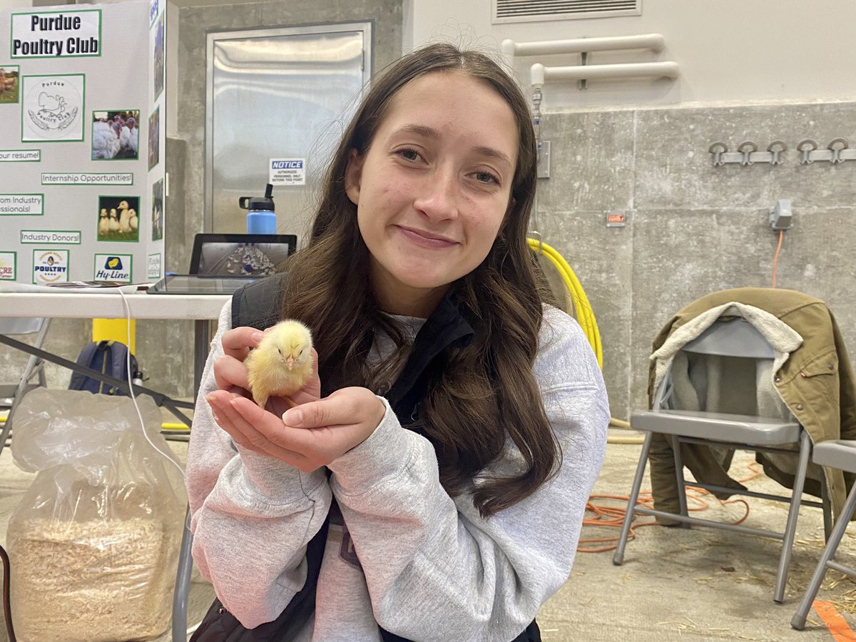 PurdueAg's tweet photo. Visit the Boiler Barnyard to meet @PurdueANSC farm animals, learn how to milk a cow and more at #PurdueSpringFest. https://t.co/Pz4rDhQia6