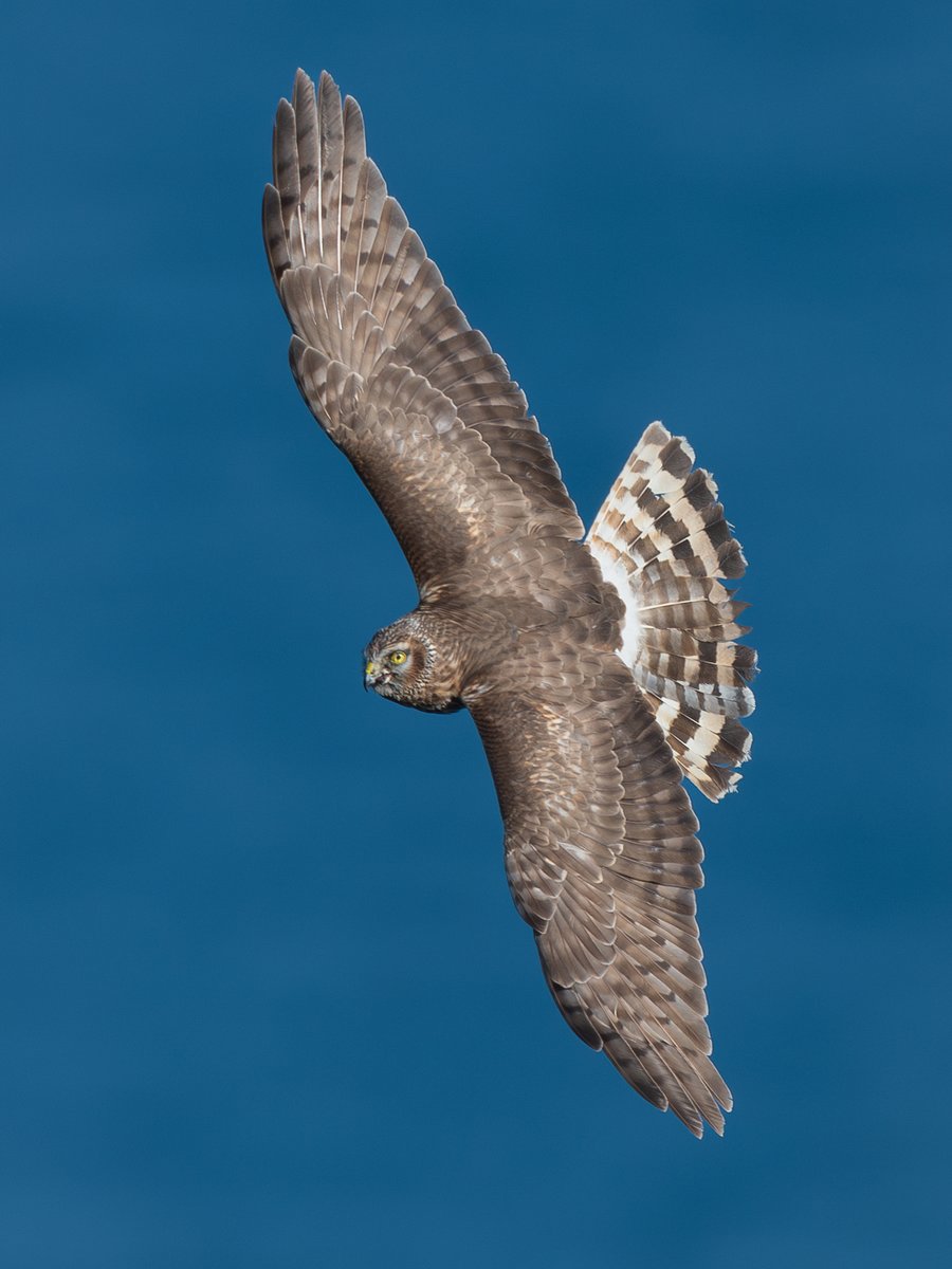 Hen Harrier #isleofman #NatureBeauty
