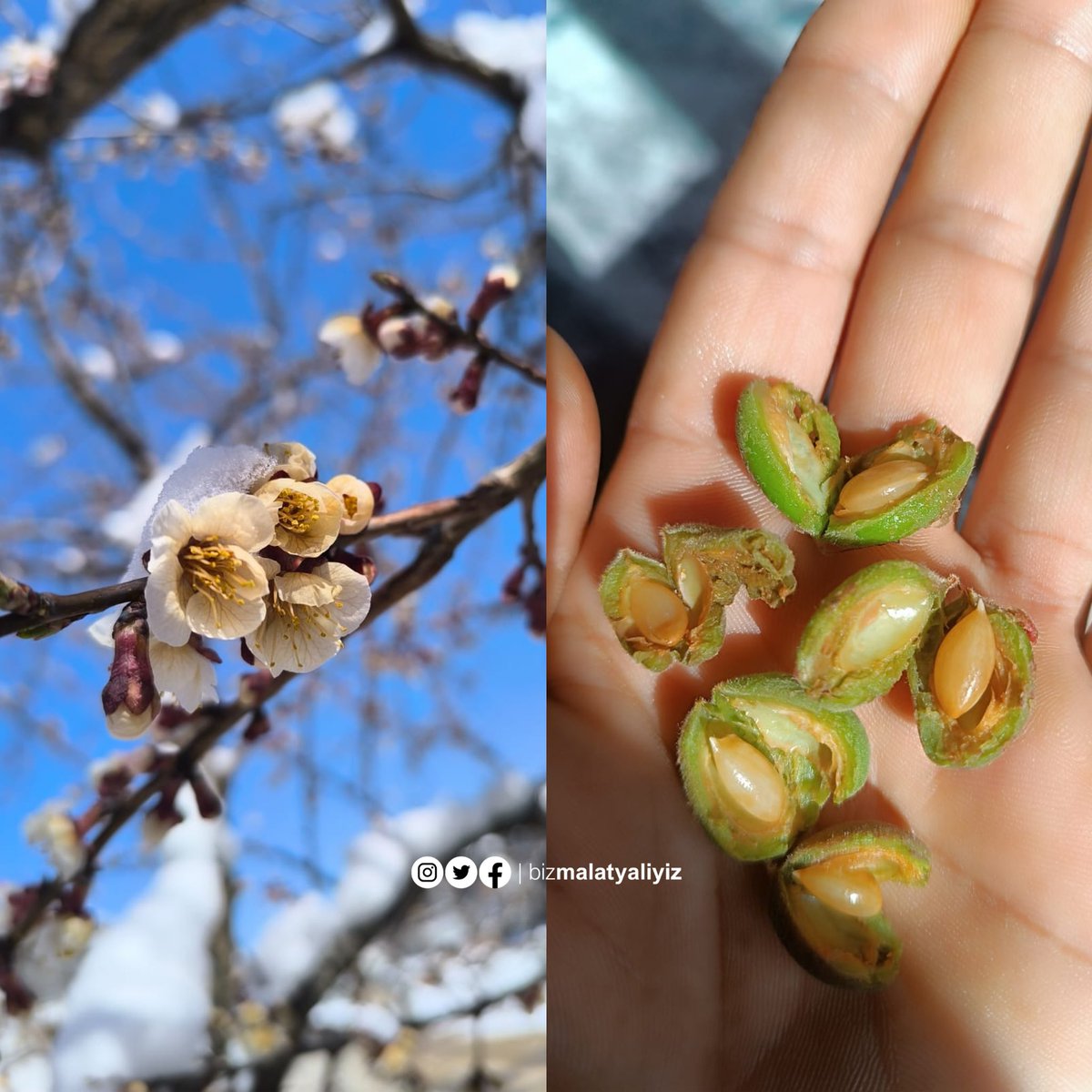 Bir yılın emeği, bir gecede gitti…

 #KayısılarYandıUmutlarSöndü