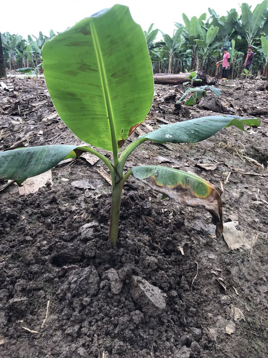 LuisL80's tweet photo. Los agentes de control biológico como Trichoderma están revolucionando la protección de las plantas al ofrecer una alternativa ecológica. Este hongo beneficioso coloniza las raíces de las plantas y el suelo circundante, donde combate fitopatógenos. #espol #cibe #fcv #trichoderma https://t.co/Xq70sNDaLY