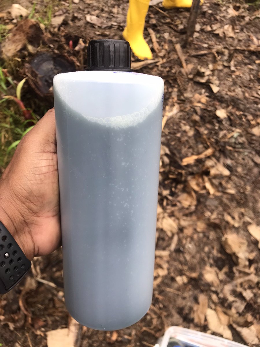 LuisL80's tweet photo. Los agentes de control biológico como Trichoderma están revolucionando la protección de las plantas al ofrecer una alternativa ecológica. Este hongo beneficioso coloniza las raíces de las plantas y el suelo circundante, donde combate fitopatógenos. #espol #cibe #fcv #trichoderma https://t.co/Xq70sNDaLY