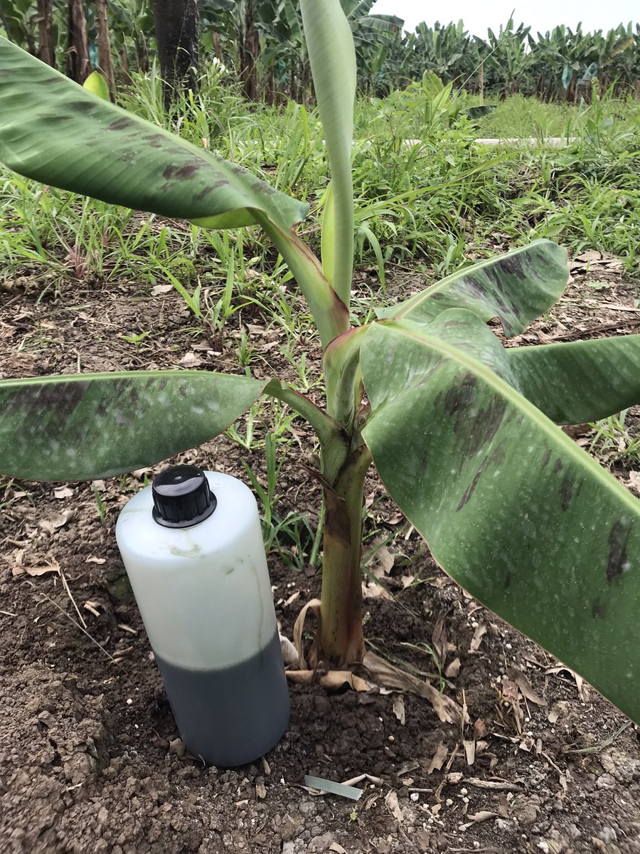 LuisL80's tweet photo. Los agentes de control biológico como Trichoderma están revolucionando la protección de las plantas al ofrecer una alternativa ecológica. Este hongo beneficioso coloniza las raíces de las plantas y el suelo circundante, donde combate fitopatógenos. #espol #cibe #fcv #trichoderma https://t.co/Xq70sNDaLY