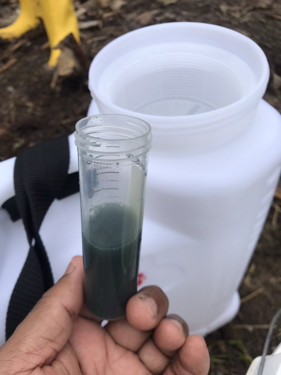 LuisL80's tweet photo. Los agentes de control biológico como Trichoderma están revolucionando la protección de las plantas al ofrecer una alternativa ecológica. Este hongo beneficioso coloniza las raíces de las plantas y el suelo circundante, donde combate fitopatógenos. #espol #cibe #fcv #trichoderma https://t.co/Xq70sNDaLY