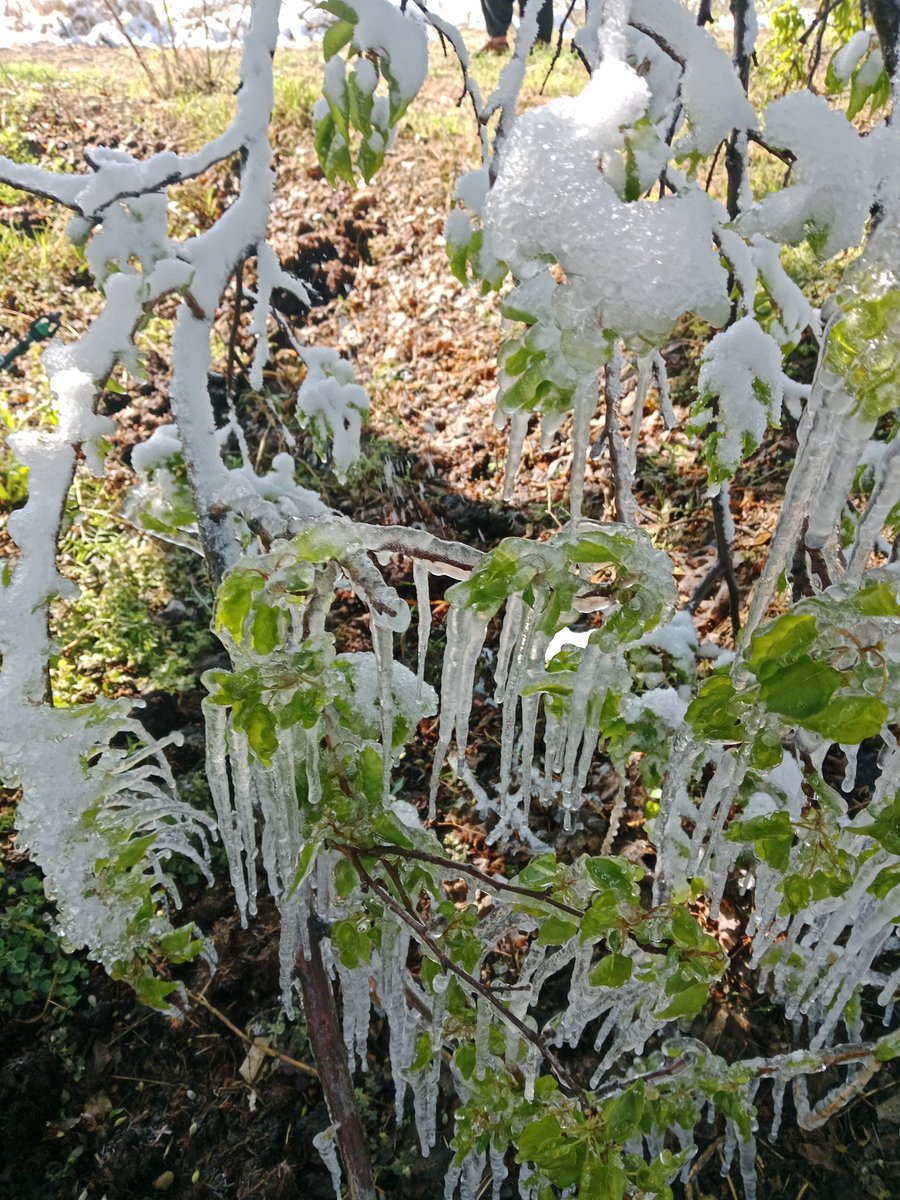 "Bu sene #kayısı'yı don vurdu, ancak yemeye var" demeye bile yok!
Rabbim yar ve yardımcımız olsun. Bütün çiftçilerimize, kayısı, meyve üreticilerimize ve #Malatya'mıza geçmiş olsun.

#KayısılarYandıUmutlarSöndü