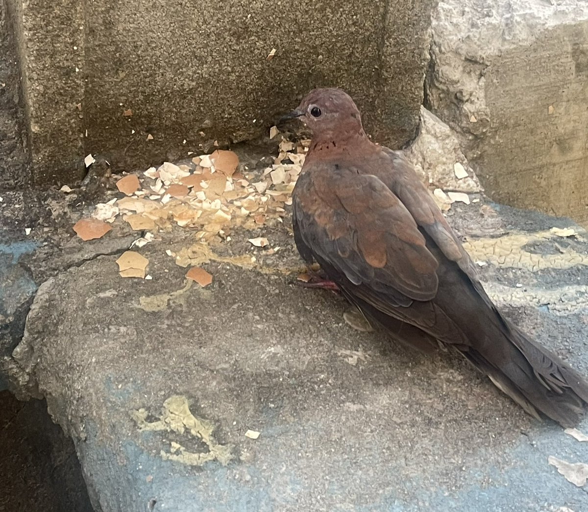 john322226's tweet photo. The universe just sent this bird to where I break my eggs to pass Goodnews to me. Normally it’s supposed to fly away immediately I got close but it didn’t🙌🙌 https://t.co/ixTUb0W5Pw